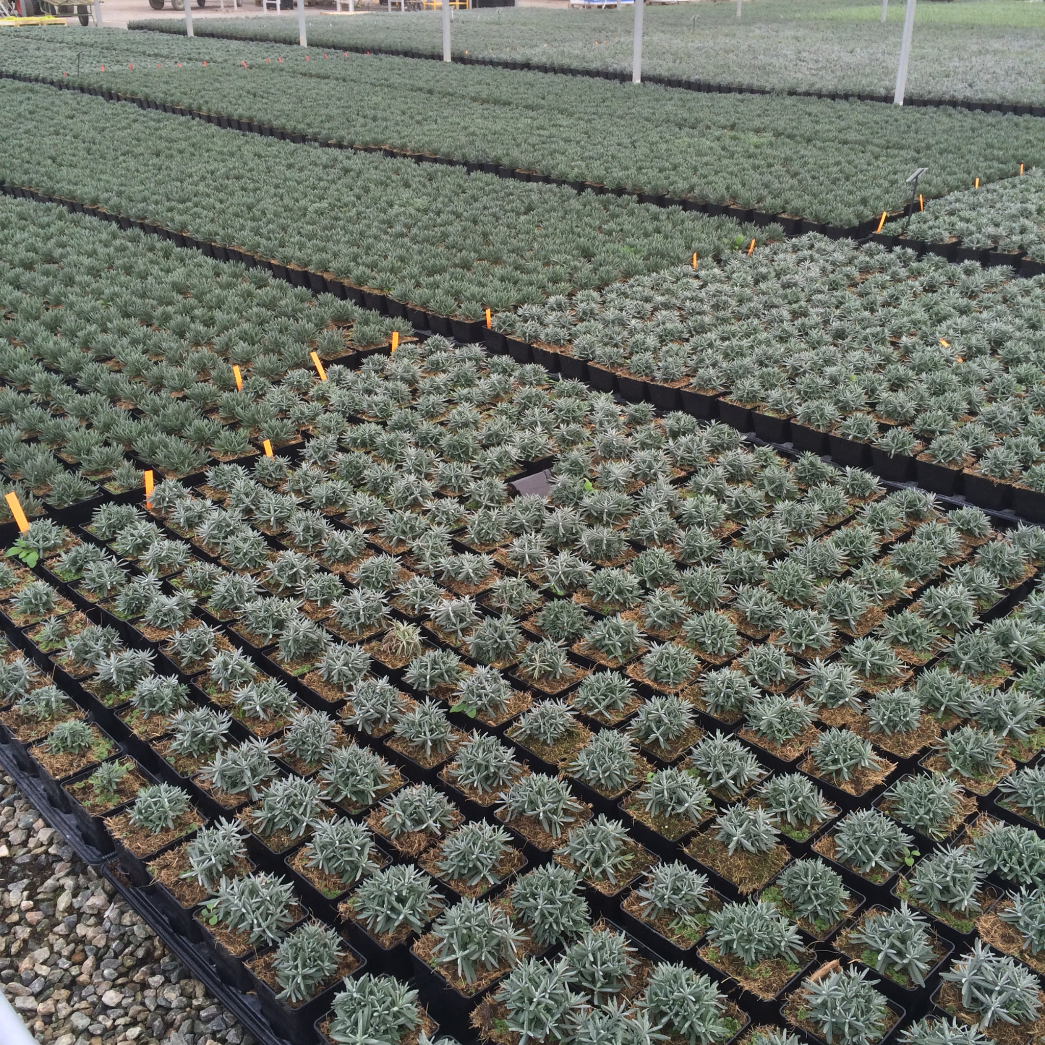 Young plants in individual pots