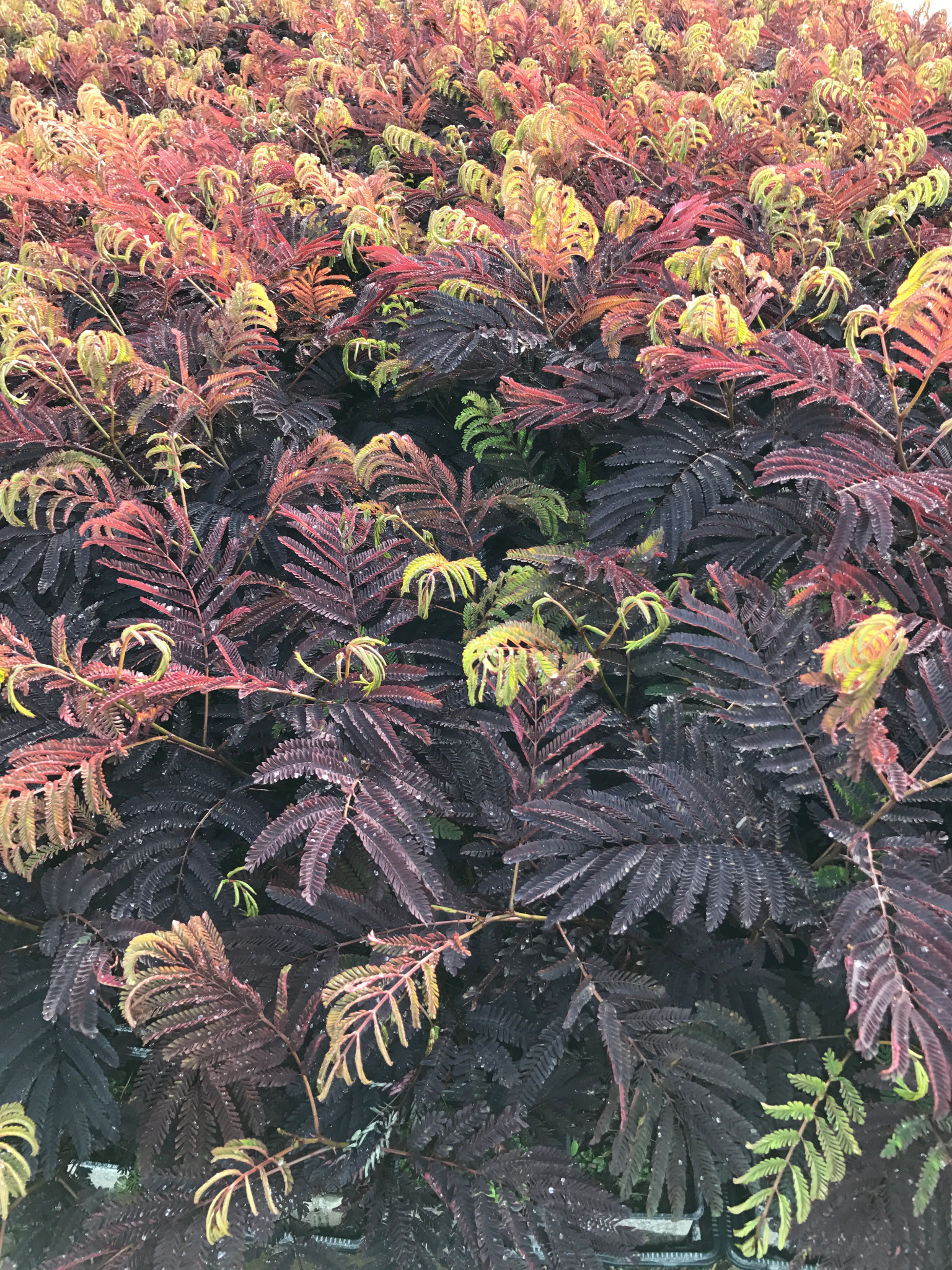 Albizia julibrissin ‘Summer Chocolate’ — Protected variety. In vitro young plants available exclusively from André Briant.