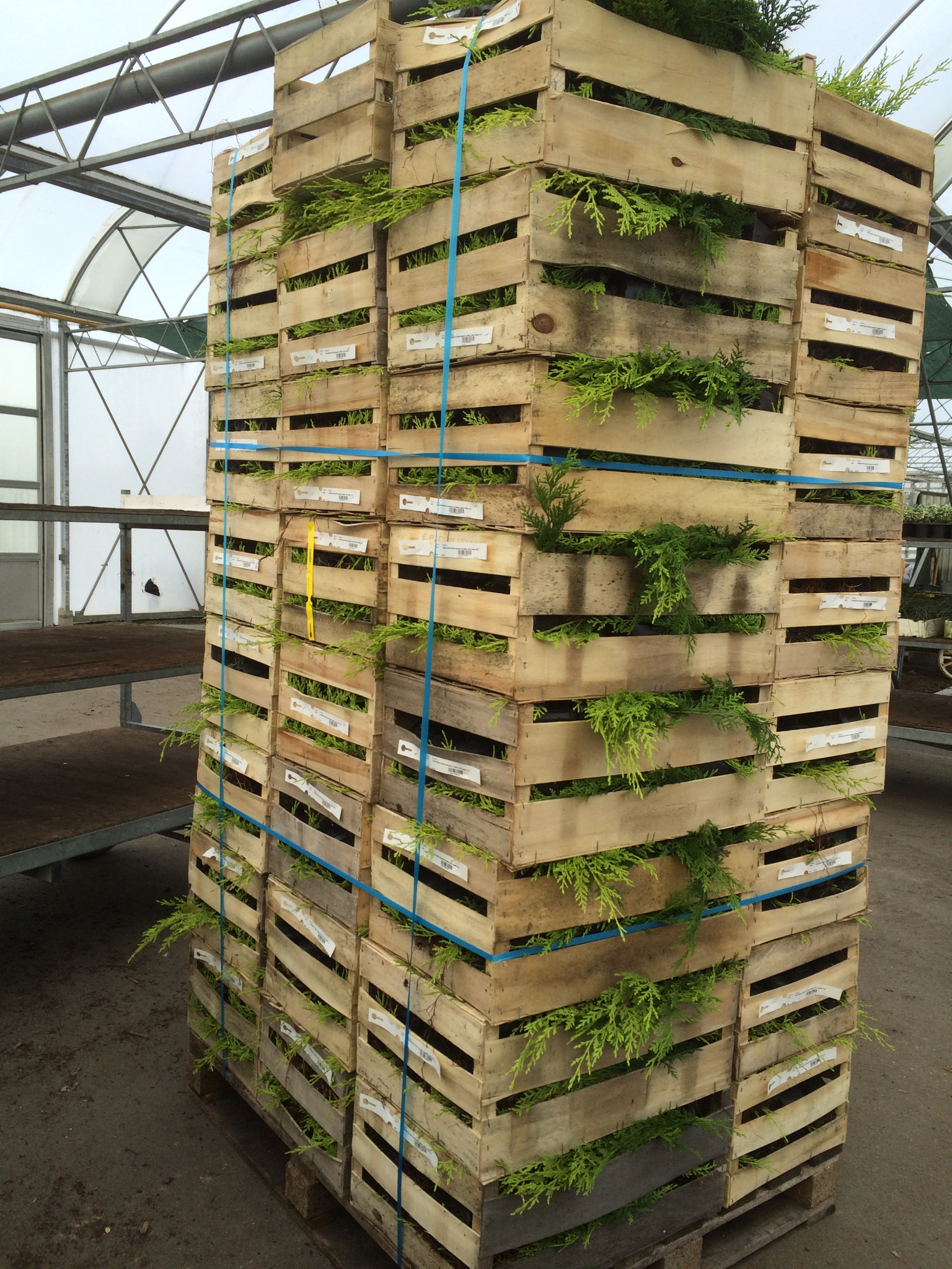 Plants packed in wooden crates