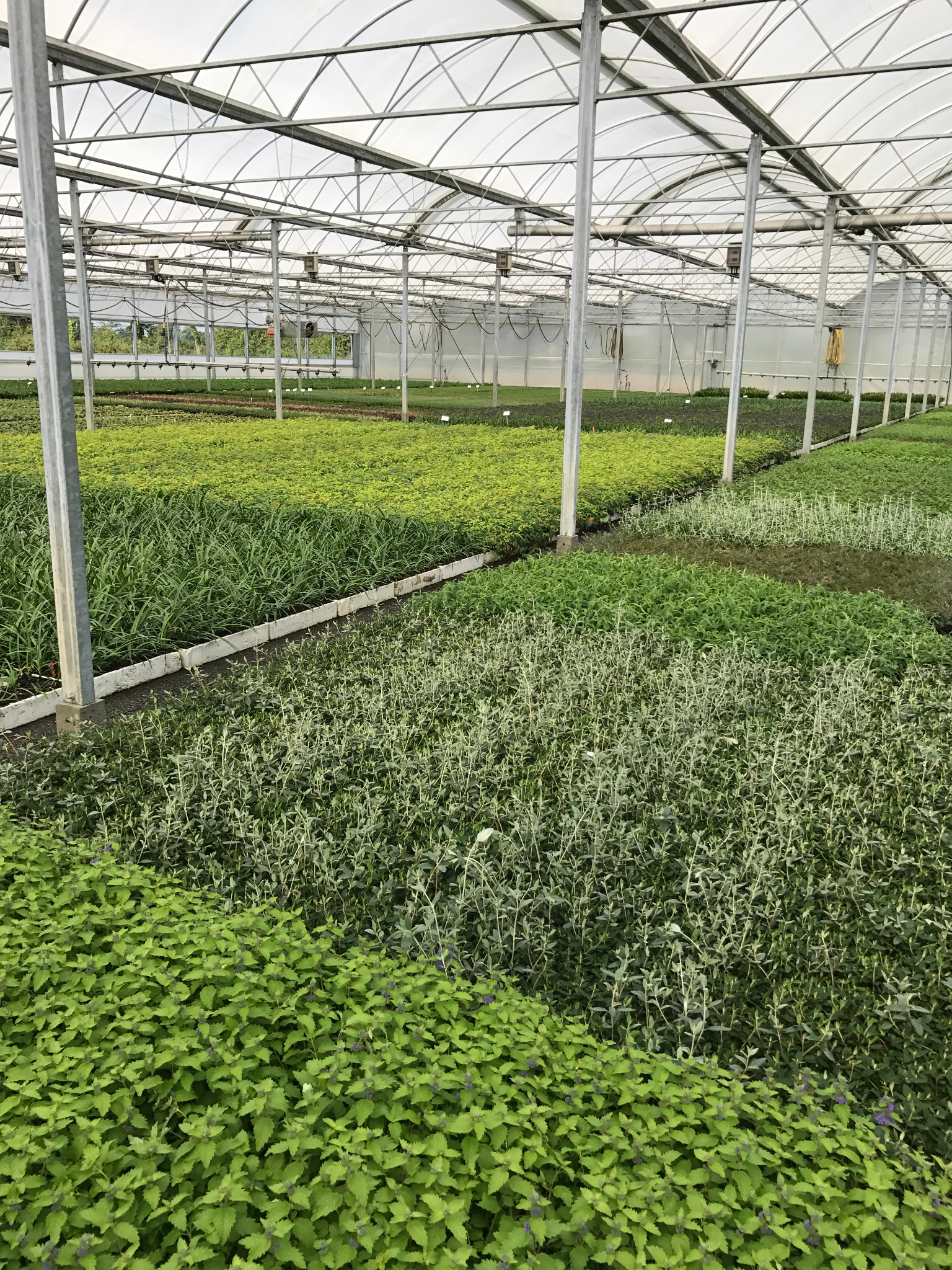 Young plants under glass