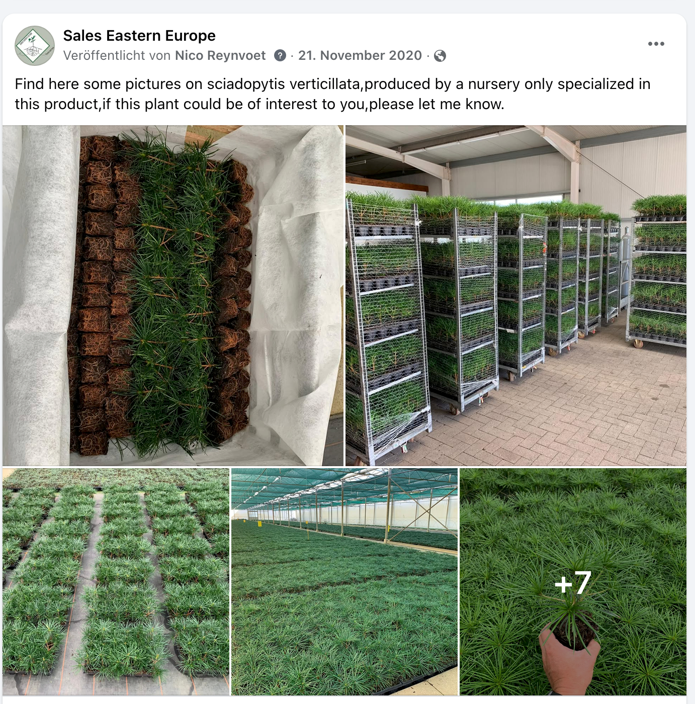Sciadopitys verticillata · 2020