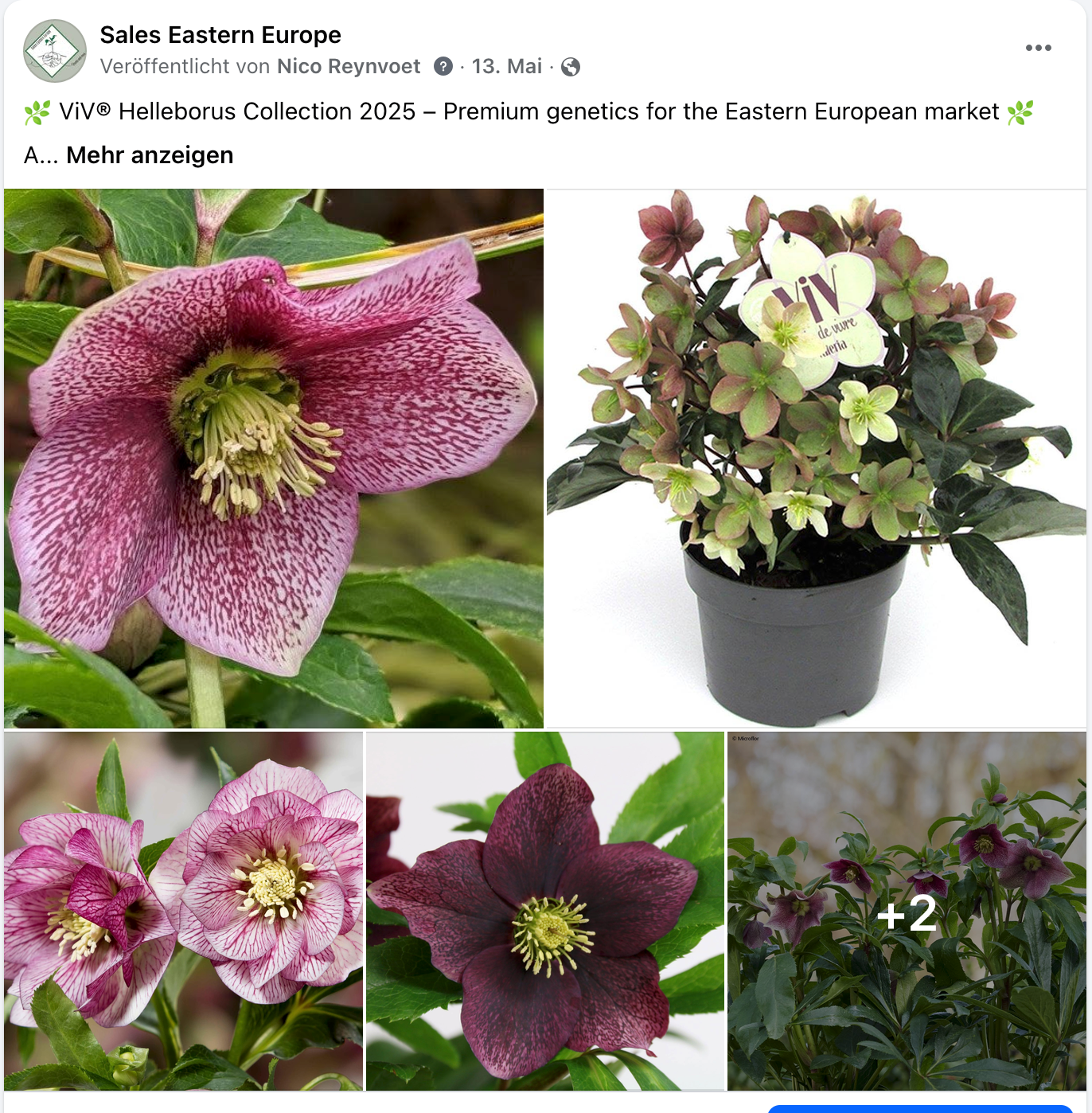 ViV® Helleborus