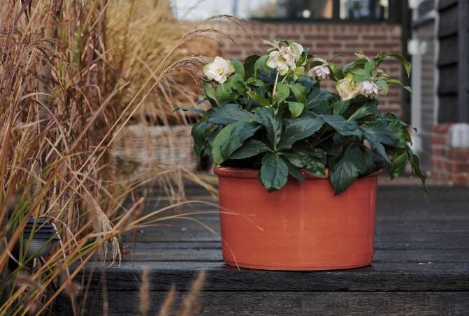 Flowering ViV Benedetta plant
