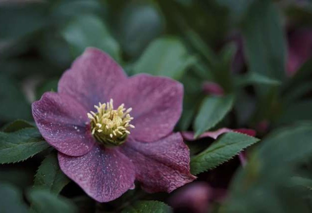 ViV® Helleborus fiatal növények