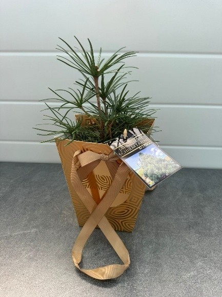 Sciadopitys in a gold gift bag