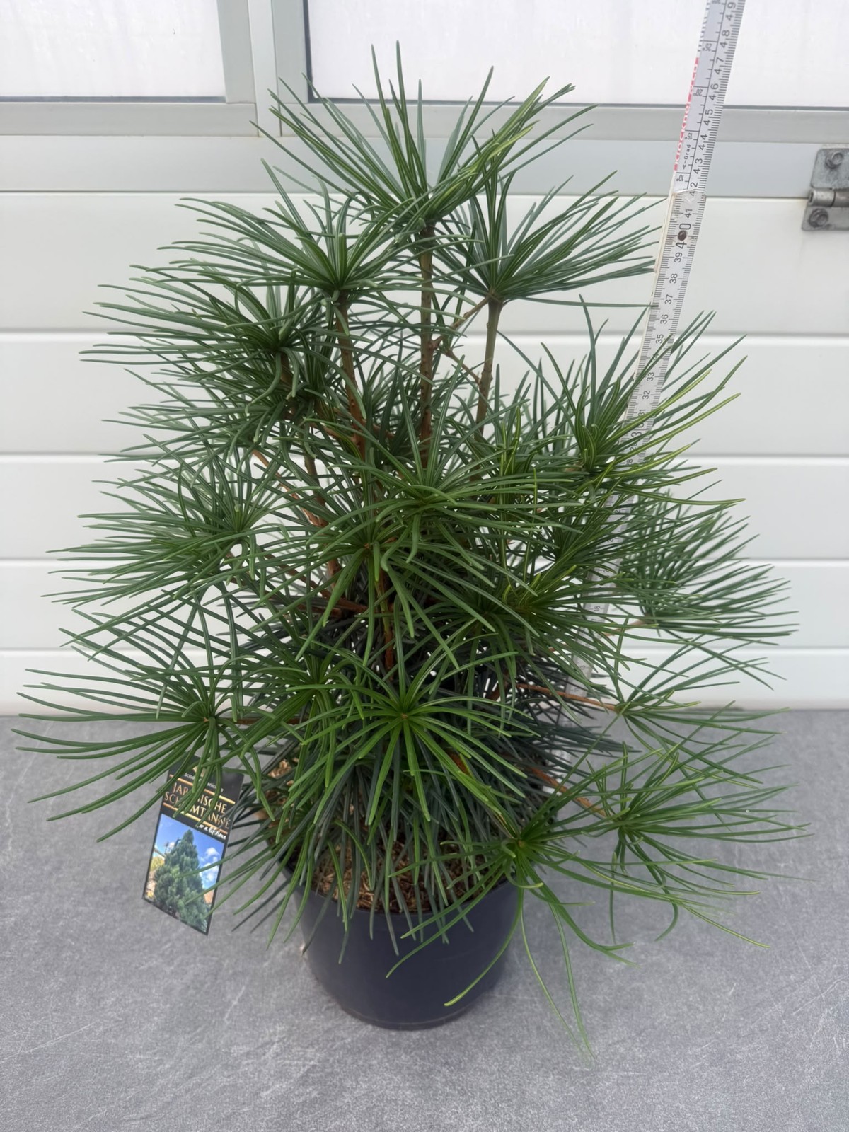 Sciadopitys és Pinus mugo pumilio