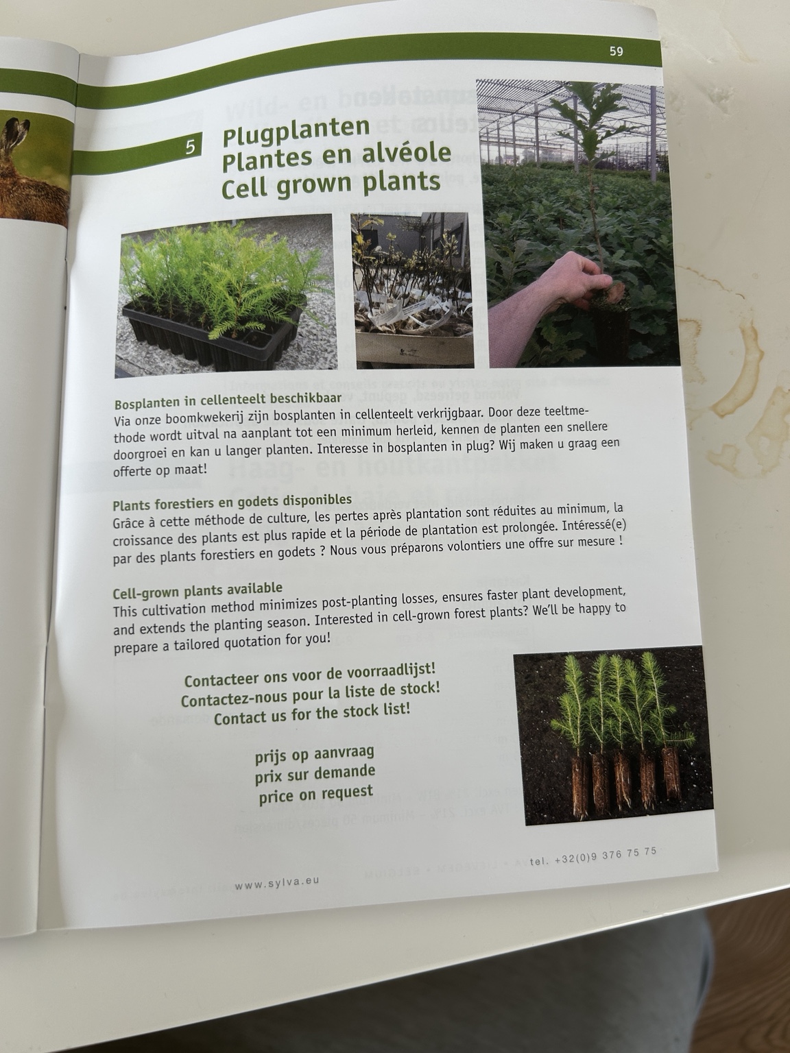 Cell-grown forest plant showing its root plug