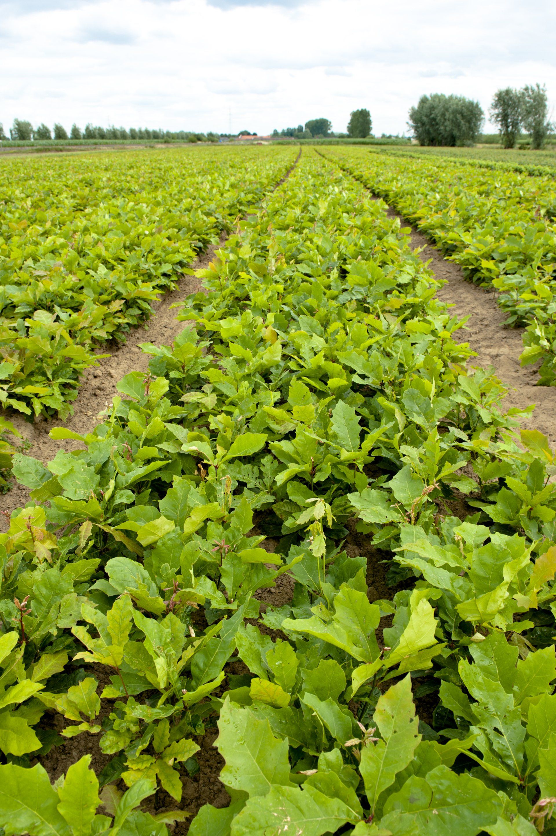 Young plants in open-field production at Sylva