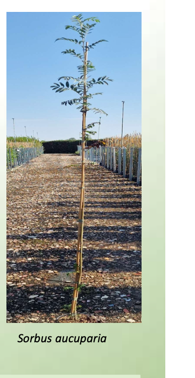 Konténeres Sylva suhángok a faiskolában · Sorbus aucuparia