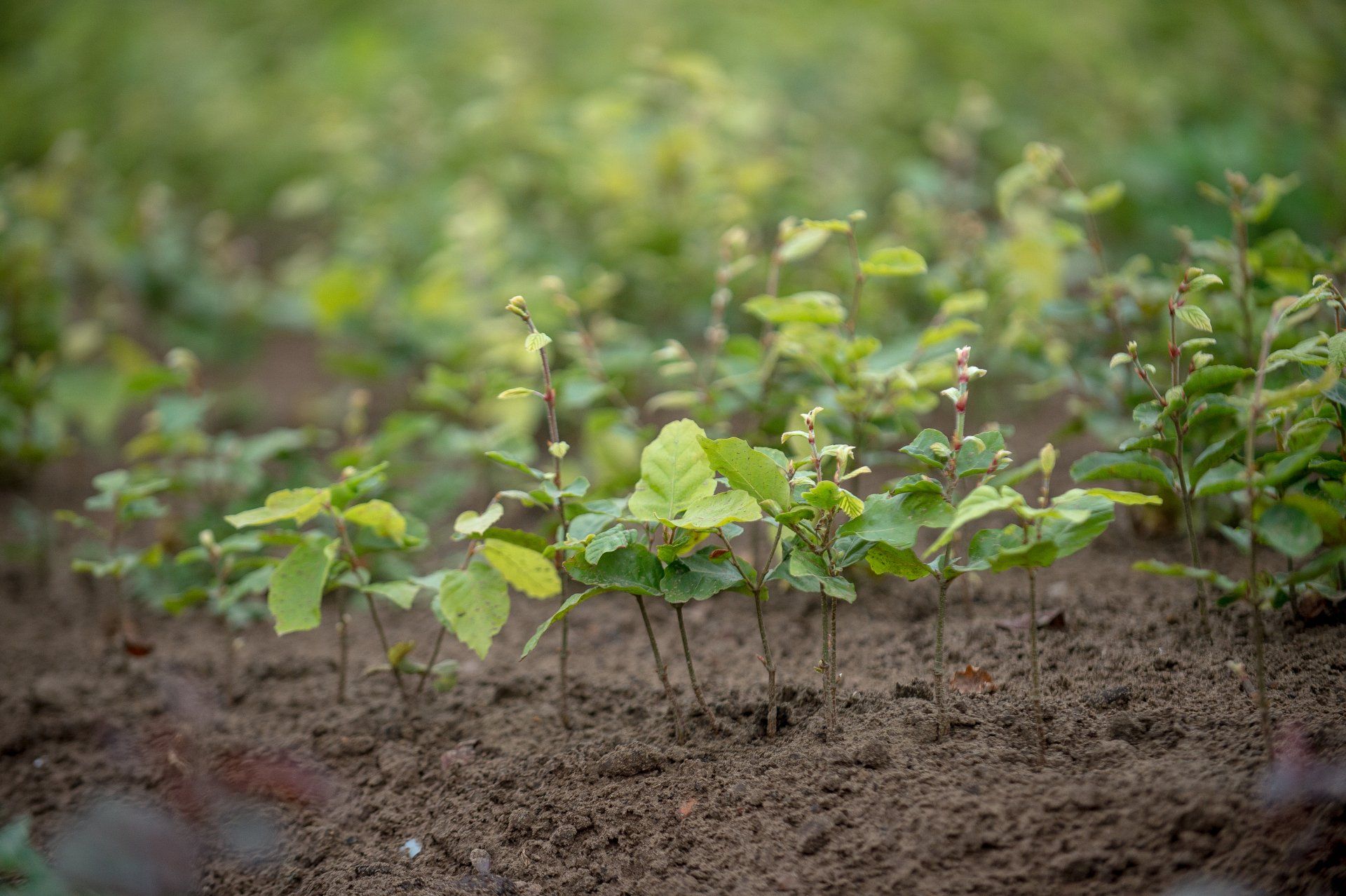 Young plants in open-field production at Sylva
