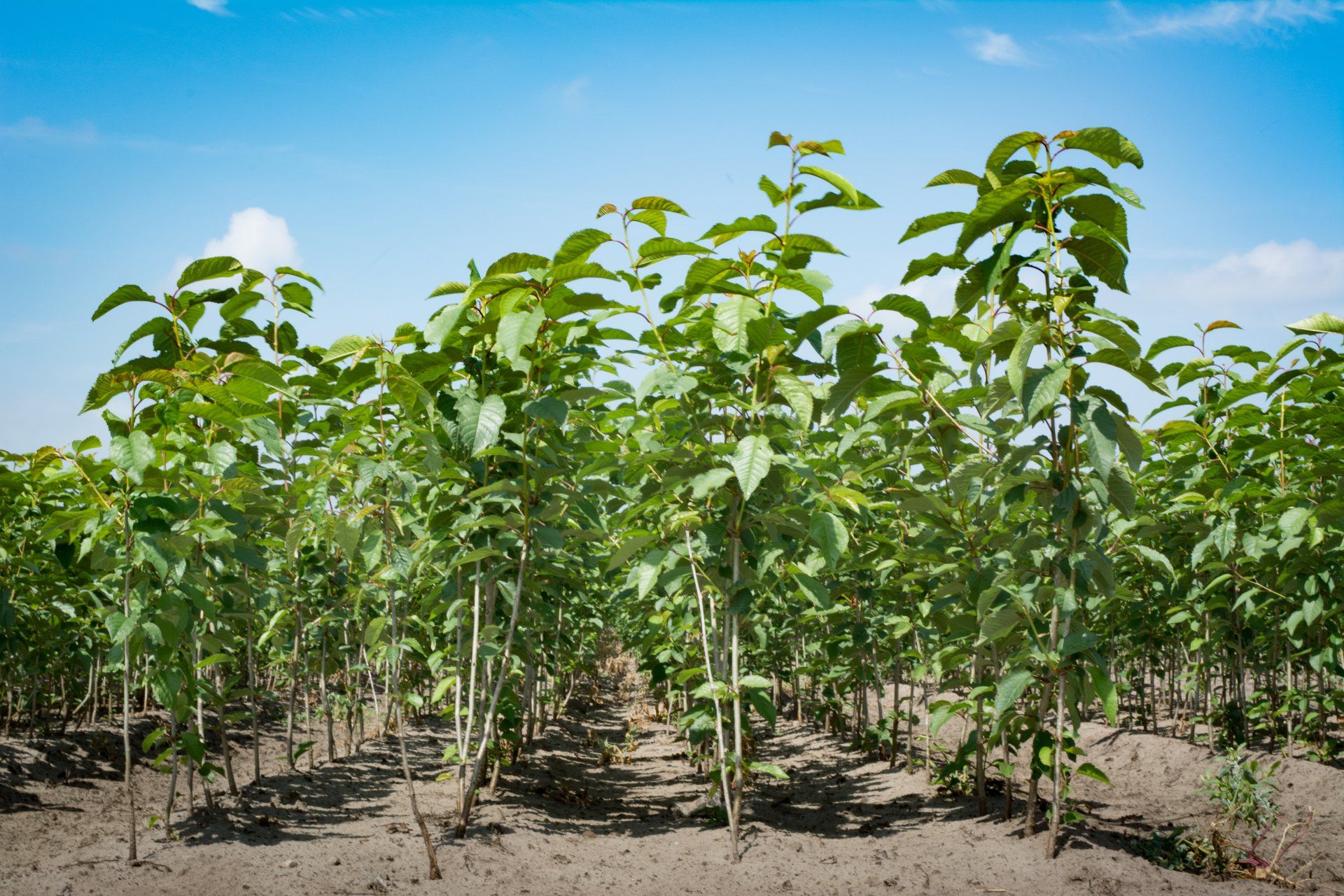 Young plants in open-field production at Sylva