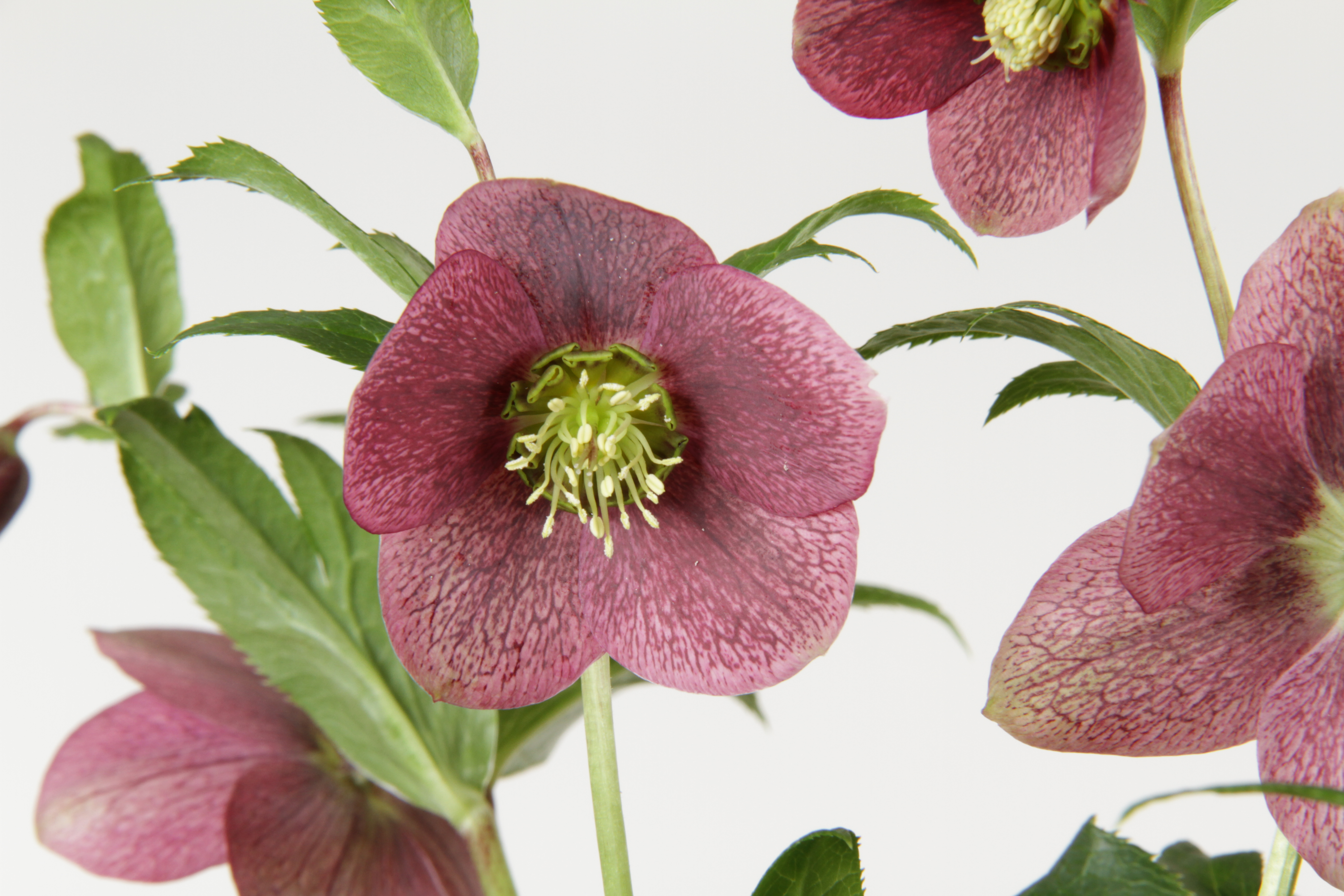 Helleborus Belgiumból